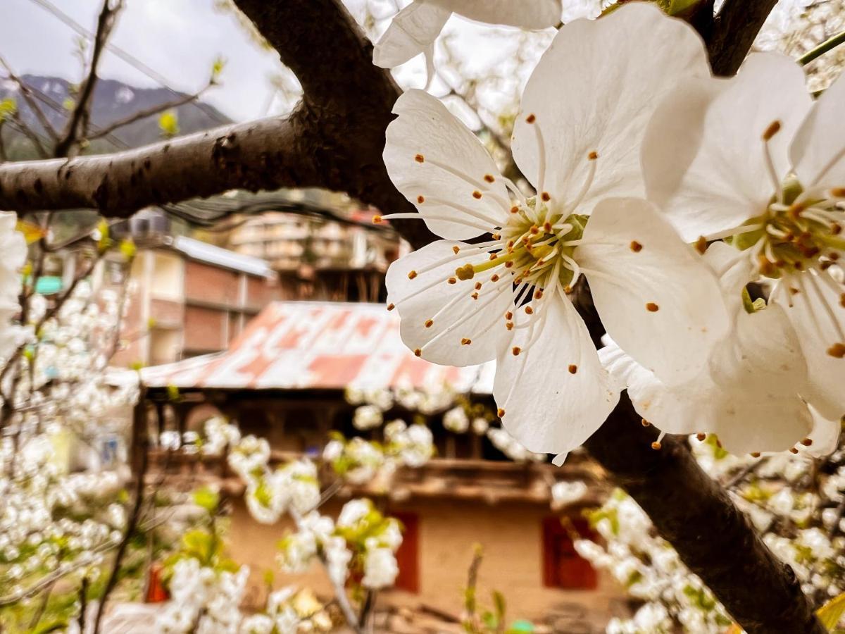 Auberge de jeunesse Yolo Backpackers - Manali Extérieur photo